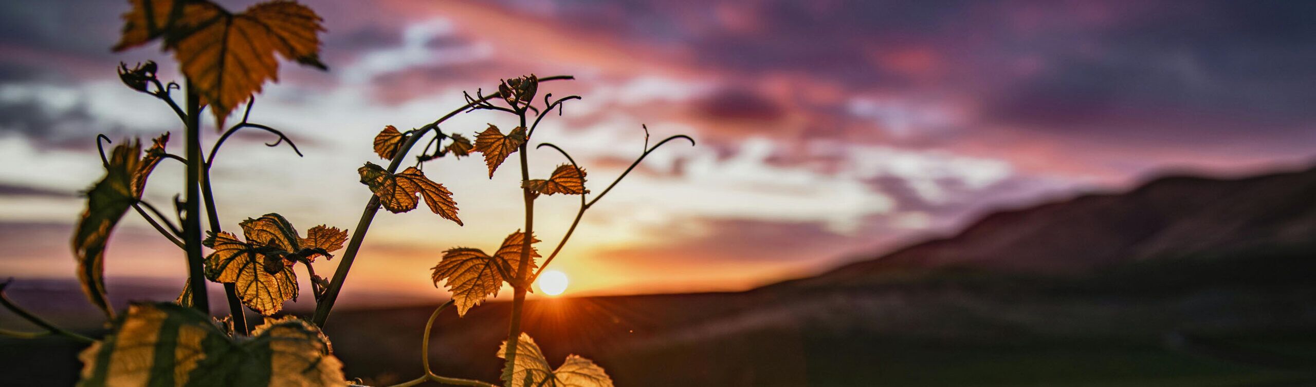 foglie vite al tramonto