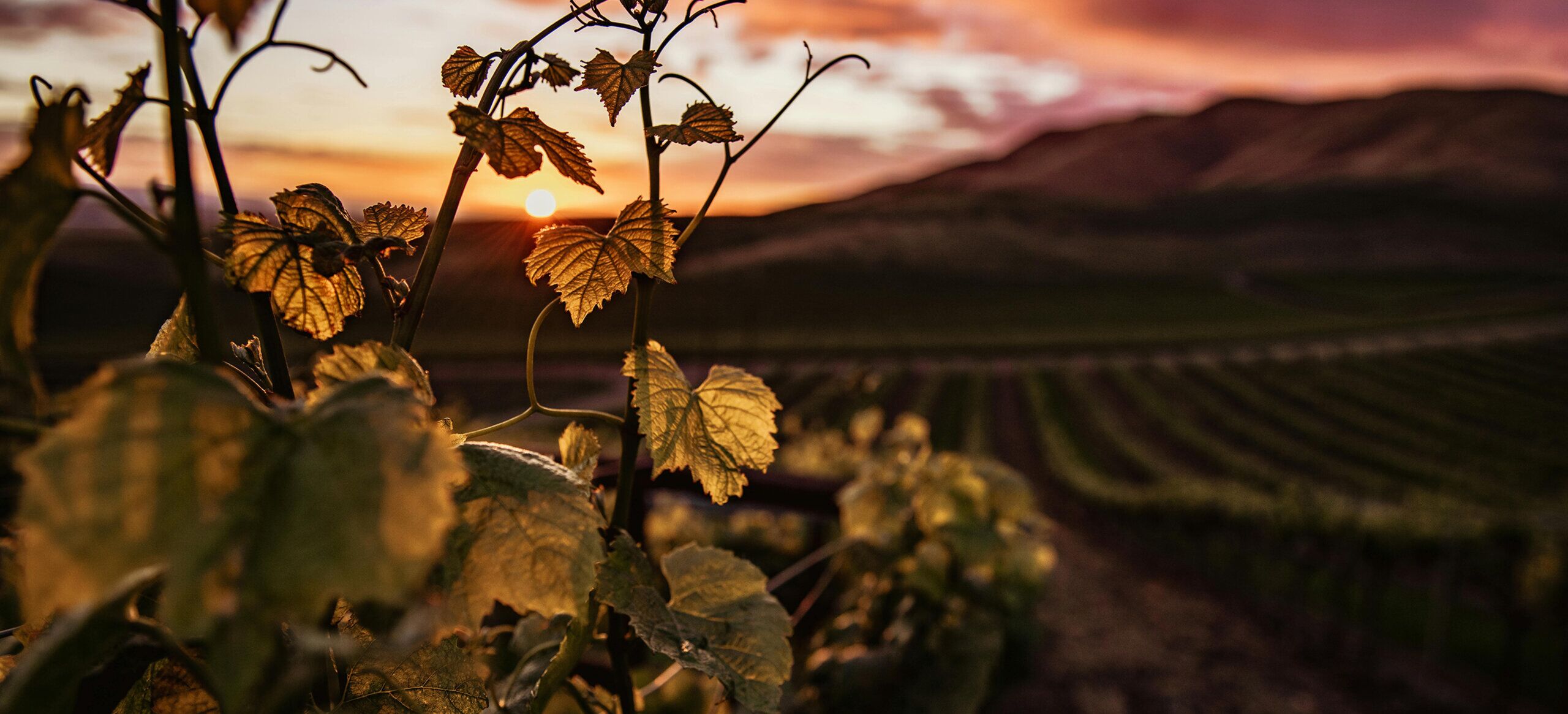 vigna e foglie